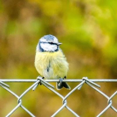 1200px blaumeise 10 34633615550 